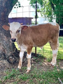 5T BULL CALF