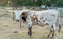 Buckaroo Jack