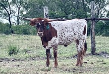 THELMA LOU ML 101