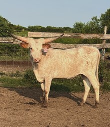 Jacky Lynn 4542