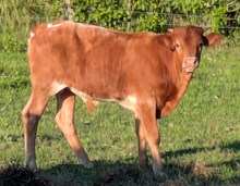 Blowtorch x Jackie 4328 bull