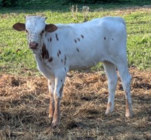 Blowtorch x Seoul heifer 