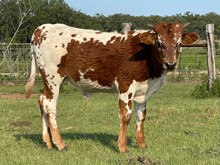 RVR CRACKER JACK C3