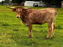 MB WAYLON'S RED DOTTIE